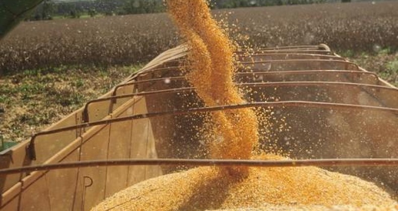 Caiado participa da colheita do milho safrinha e vistoria unidade de sementes
