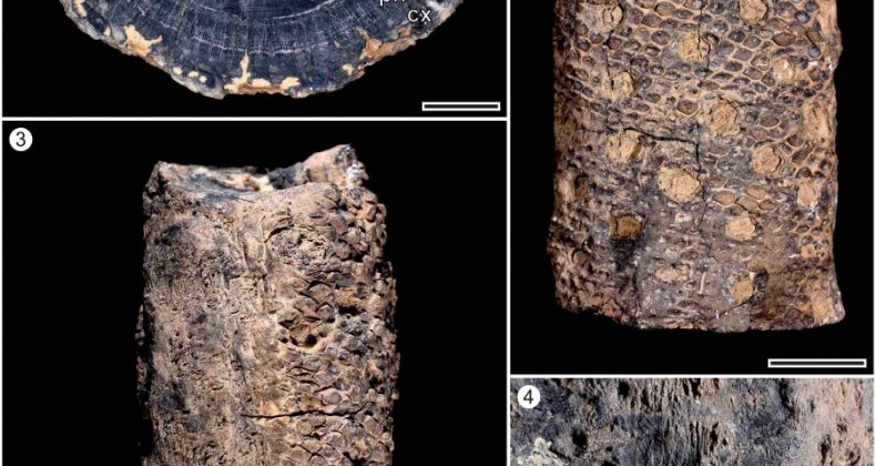 Cientistas brasileiros encontram fóssil de 280 milhões de anos