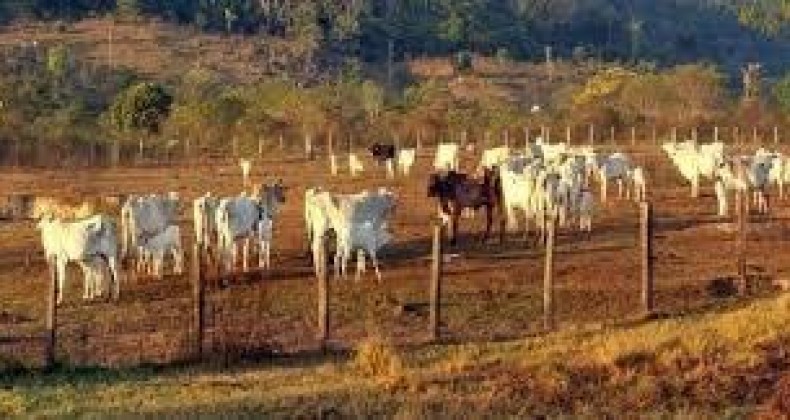 Governo de Goiás multa em R$ 95 milhões envolvidos na Operação Boi Mandado